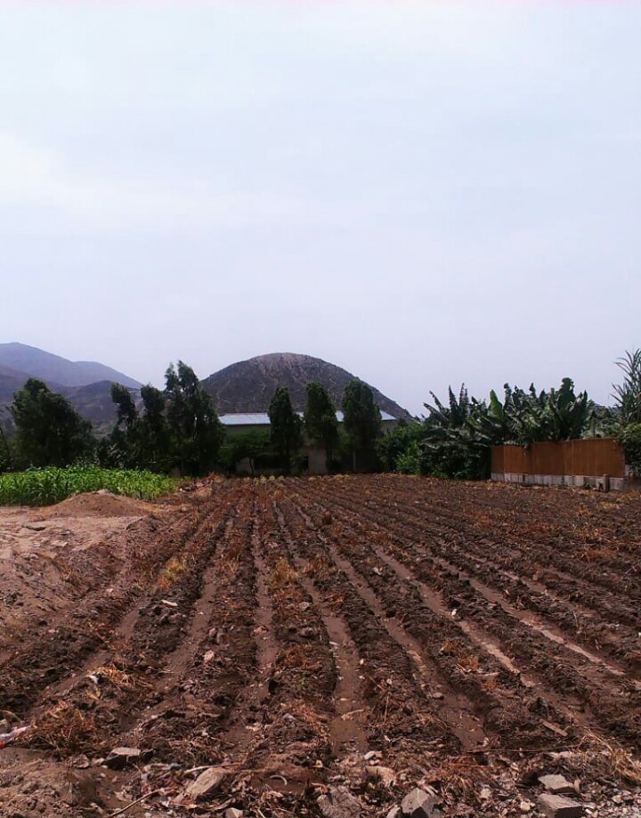 TERRENO 1288 M2 EN PACHACAMAC POR AV. VICTOR MALASQUEZ 